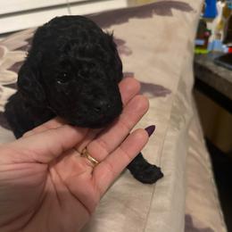 Girl 3 - Black female Poodle puppy in Lees Summit, Missouri from Divine K9s LLC
