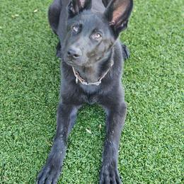Faye - Black female German Shepherd puppy in Louisburg, North Carolina from Raven Oak's Shepherds & Dachshunds
