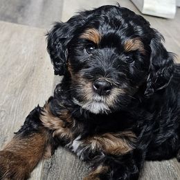 Sneezy - Bernedoodle puppy from Mi-De Doodles