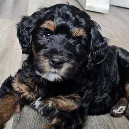 Sneezy - Bernedoodle puppy from Mi-De Doodles