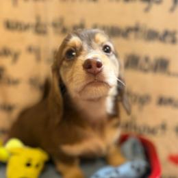 Janis Joplin - Chocolate and cream female Dachshund puppy in Tacoma, Washington from Tiny Dancer Dachshunds