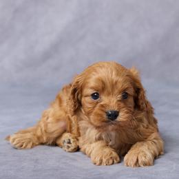 Felix - Red male Cavapoo puppy in Apple Creek, Ohio from Grandeur Valley Puppies