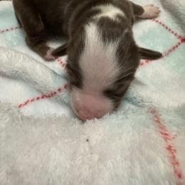 Donald Duck - Red tri male Toy Australian Shepherd puppy in Menan, Idaho from Teton Toy Aussies