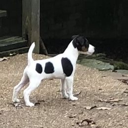 Jack Russell Terrier Puppies from Bagg End Jack Russell Terriers