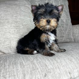 Red collar- Ready now - Black and tan male Yorkshire Terrier puppy in Cornelia, Georgia from Kruz Kennels