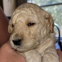 Goldendoodles from Honey's Golden Doodles