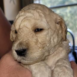 Goldendoodles from Honey's Golden Doodles