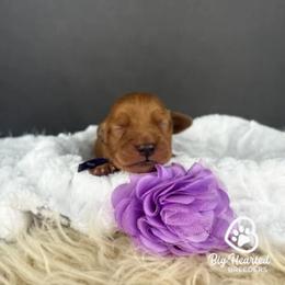 Bunny - Red  female Goldendoodle puppy in Utah County, Utah from Big Hearted Breeders