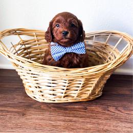 Shawn - Red  male Goldendoodle puppy in Kissimmee, Florida from Poodle Doodle Kennels