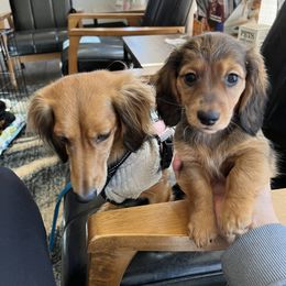 Dachshund Puppies from Dollhouse Miniature Dachshunds