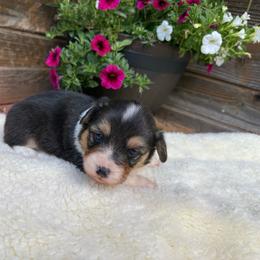 Ila-fluffy - Black and tan female Pembroke Welsh Corgi puppy in Stillwater, Oklahoma from Steele Family Farms