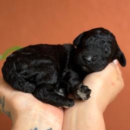 Daisy - Black female Poodle puppy in Midwest City, Oklahoma from Strawberry Hill Puppy Patch