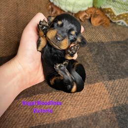 Victoria - Black and tan female Dachshund puppy in Wooldridge, Missouri from Royal Bloodline Canines