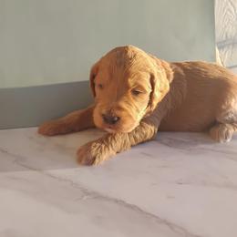 Buddy - Apricot male Goldendoodle puppy in Apache Junction, Arizona from Loving Doodle