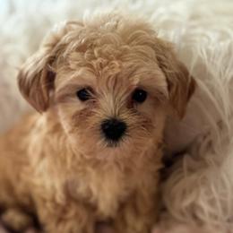 Nanny - Apricot female Maltipoo puppy in Wendell, North Carolina from Teddys Teddy Bears