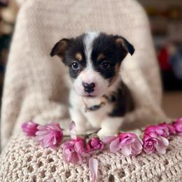 White Male - Black and tan male Pembroke Welsh Corgi puppy in La Porte City, Iowa from Cedar River Corgis