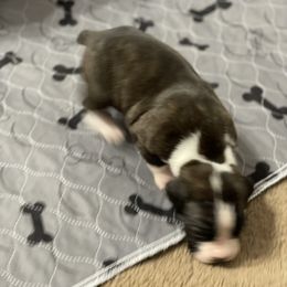Boxer Puppies from Caprock Boxers