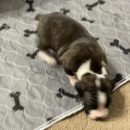 Boxer Puppies from Caprock Boxers
