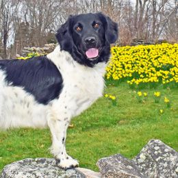 Stabyhouns from Faehoun Stabyhouns