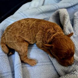 Boy 2 - male Poodle puppy in Chandler, Arizona from Fabi toy Poodle