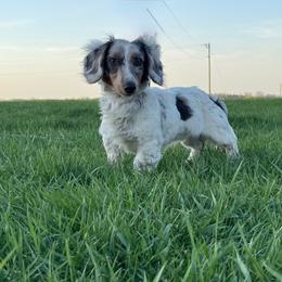 Axel - Dapple male Dachshund puppy in Waseca, Minnesota from Dragonfly Doxies
