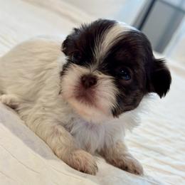 Clarabelle - Liver and white female Shih Tzu puppy in Riverside, California from It’s a Shih Tzu world
