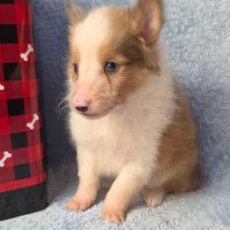 Savanna aka Savy - Sable and white female Shetland Sheepdog puppy in Citra, Florida from Southpaw Herders LLC
