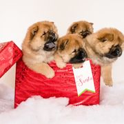 Chow Chow All Grown Up from Cameo Chows