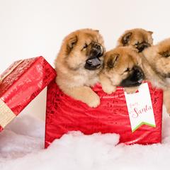 Chow Chow All Grown Up from Cameo Chows