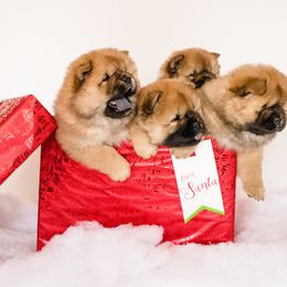 Chow Chow All Grown Up from Cameo Chows