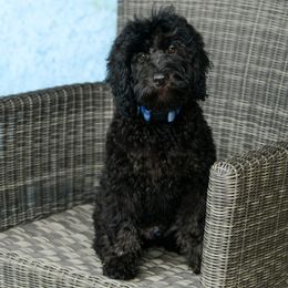 Sheepadoodle Puppies from Riley Grace Puppies