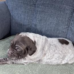 Boy 1 - Liver roan male German Shorthaired Pointer puppy in Dugspur, Virginia from Pilgrims Trails Shorthairs