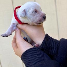 Hopper - Light golden male Golden Retriever puppy in Jacksonville, Florida from River City Golden Retrievers