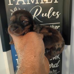 Chocolate - Dapple female Dachshund puppy in South Haven, Kansas from Keen's Dachshunds