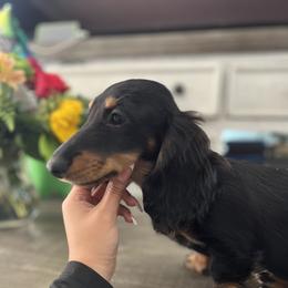 Dachshund Puppies from Rockin' M’s LilBitty Dachshunds (LBD)