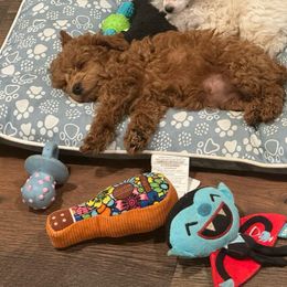 Tala - Red  Poodle puppy in Anderson, South Carolina from Stephanie’s Signature Poodles inspired by Sherry Lynn LLC