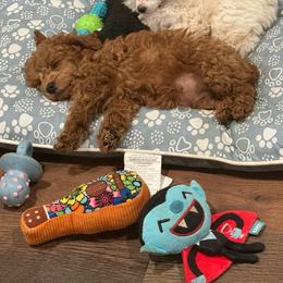 Tala - Red  Poodle puppy in Anderson, South Carolina from Stephanie’s Signature Poodles inspired by Sherry Lynn LLC