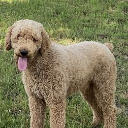 Aussiedoodles from Aussiedoodles in Dixie