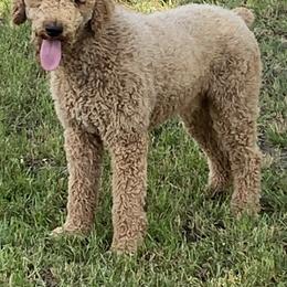 Aussiedoodles from Aussiedoodles in Dixie