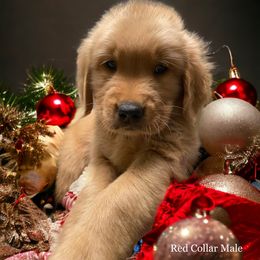 Golden Retriever Puppies from Studley Hill Goldens, LLC.