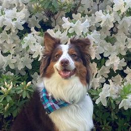 Australian Shepherds from Spirit Aussies