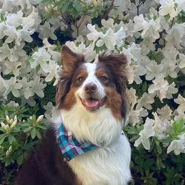 Australian Shepherds from Spirit Aussies