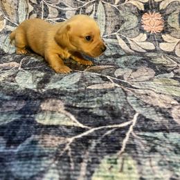 Benny - Red male Dachshund puppy in Magnolia, Texas from Carrie’s Countryside Dachshunds