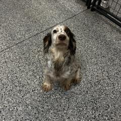 Bandy - English Cocker Spaniel