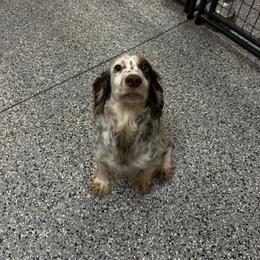 Bandy - English Cocker Spaniel