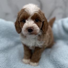 Blaze - Red  male Goldendoodle puppy in Kansas City, Kansas from Bella & Ivy’s Mini Goldendoodles of KC