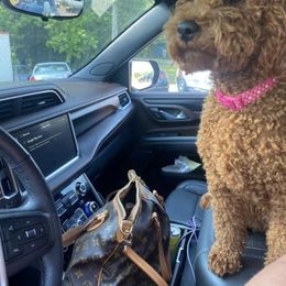 Goldendoodle Puppies from Proctor’s Petite Goldendoodles