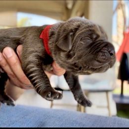 Rocco - Gray male Cane Corso puppy in Las Vegas, Nevada from LV3M Cane Corso