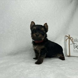 Boy - Black and tan male Yorkshire Terrier puppy in Georgia from Nalley Kennels
