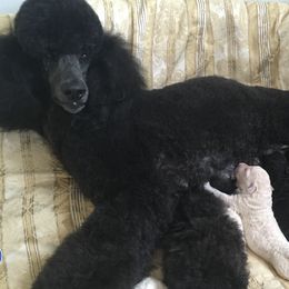 Poodles from Harwood Poodles